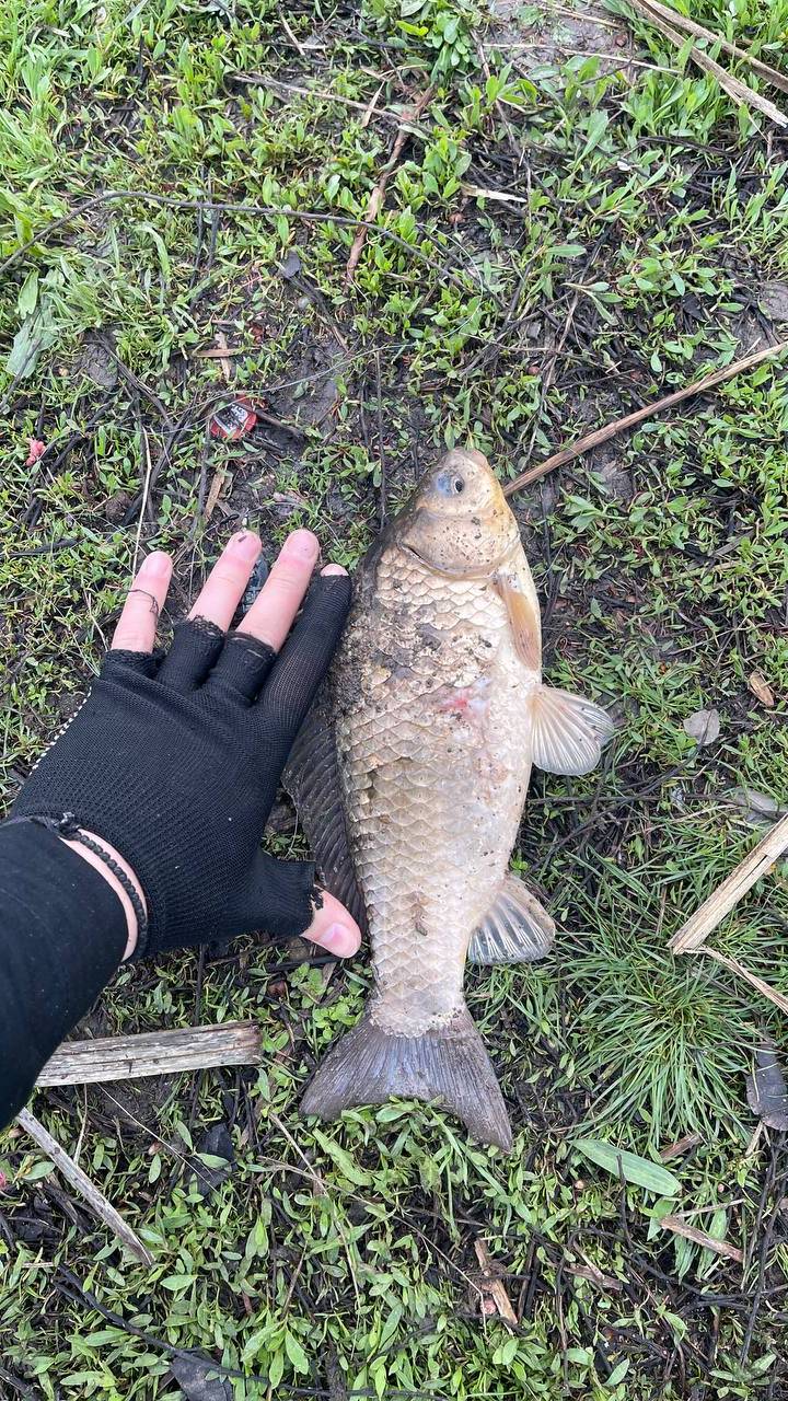 Карась трет клёв идёт