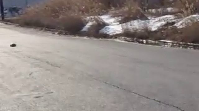 Nelson Cant Drive Vol.1