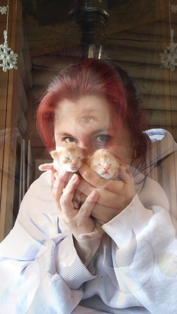 Котята