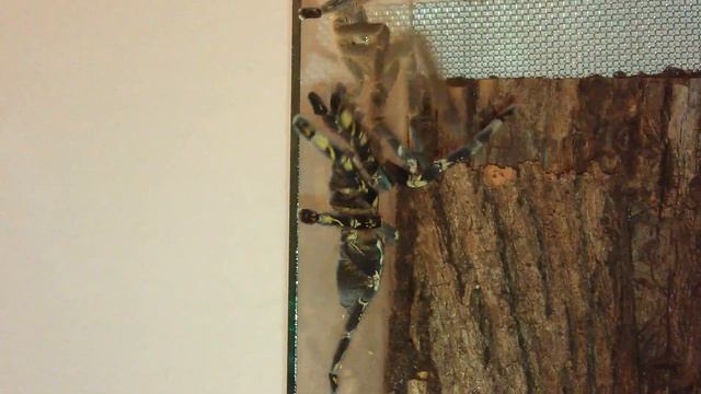 Poecilotheria subfusca mating 003