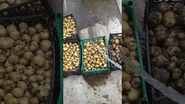 картошка после дождя 2