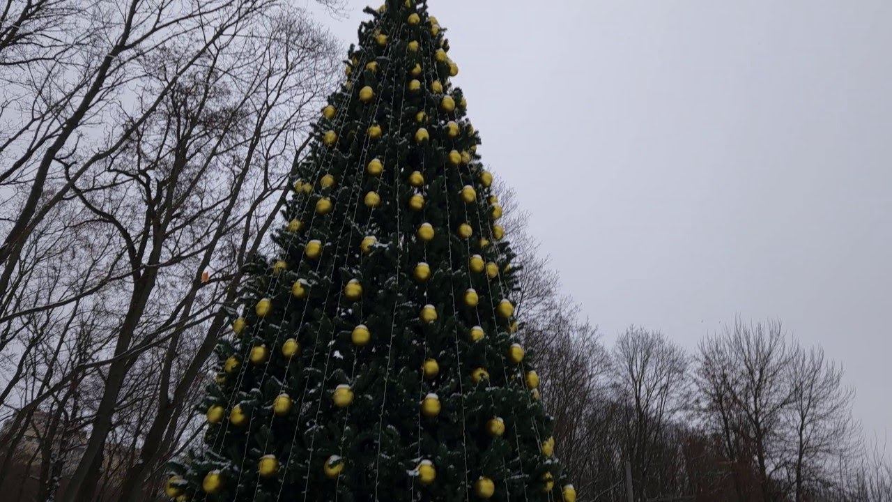 11.12.2024 15:02 среда. В поисках Рождественской ёлки (Новогодней ели) в Платоновском парке в Туле.