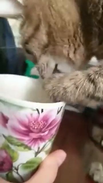 Кошечка пьёт морковный сок😀