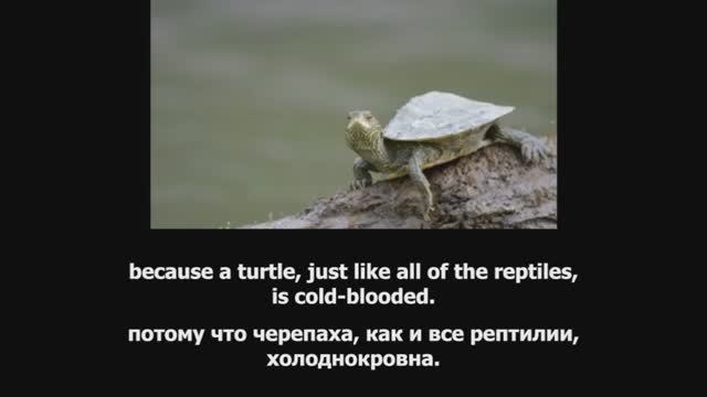 Repeat after the speaker_Turtles_for Kids