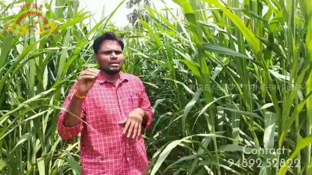 Co 5 / Cumbu Napier Hybrid Fodder Grass - Cultivation Practices, Importance & Uses in Tamil