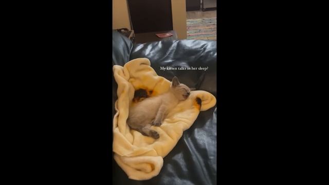 Самые смешные видео с животными заставили меня смеяться так, как я не смеялся уже много лет!