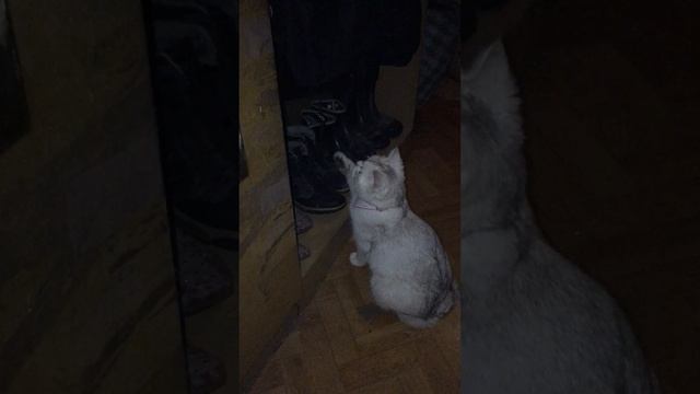 Цусима играет:) 

#Рутур #RADIOTAPOK