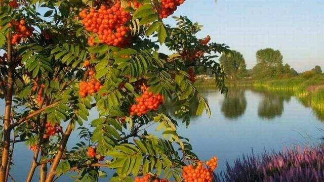 Анастасия Заволокина -Ветка сирени