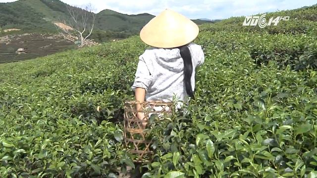 (VTC14)_ Chè xanh - Dược liệu của người làng quê