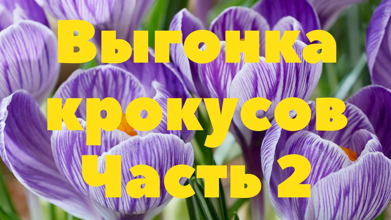 Выгонка крокусов 2. Крокусы через два месяца.