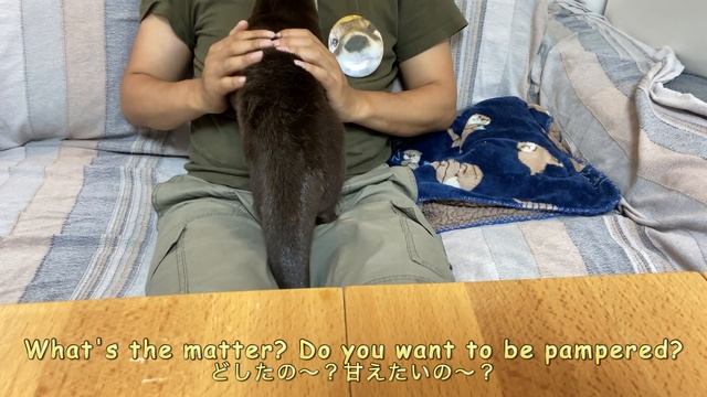 Enjoying a cup of coffee with an otter surrounded by otter goods. [Otter life Day 505]