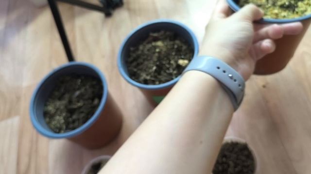 как перезимовали черенки гортензии в горшках