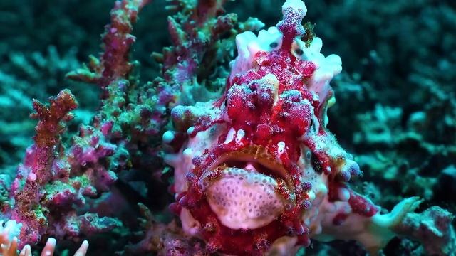 Удивительный мир подводных жителей