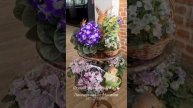 🐇🌸 Компания абсолютно разных и прекрасных: Optimara Michelangelo, Н-Аватар, СК-Пейзаж в Тумане,