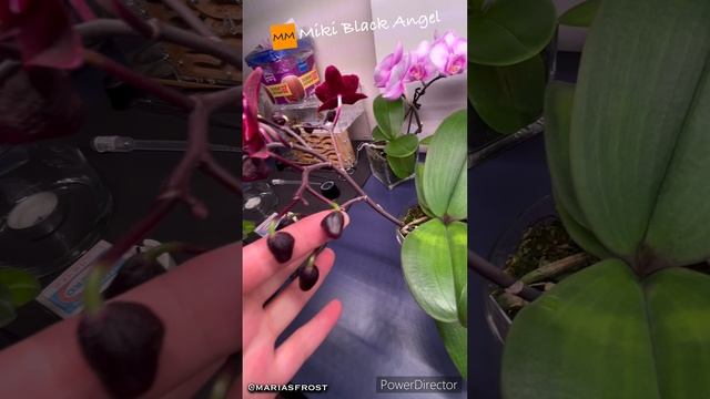 Орхидеи: Miki Black Angel. Попытки стать деревом. Видео от 20.02.2025