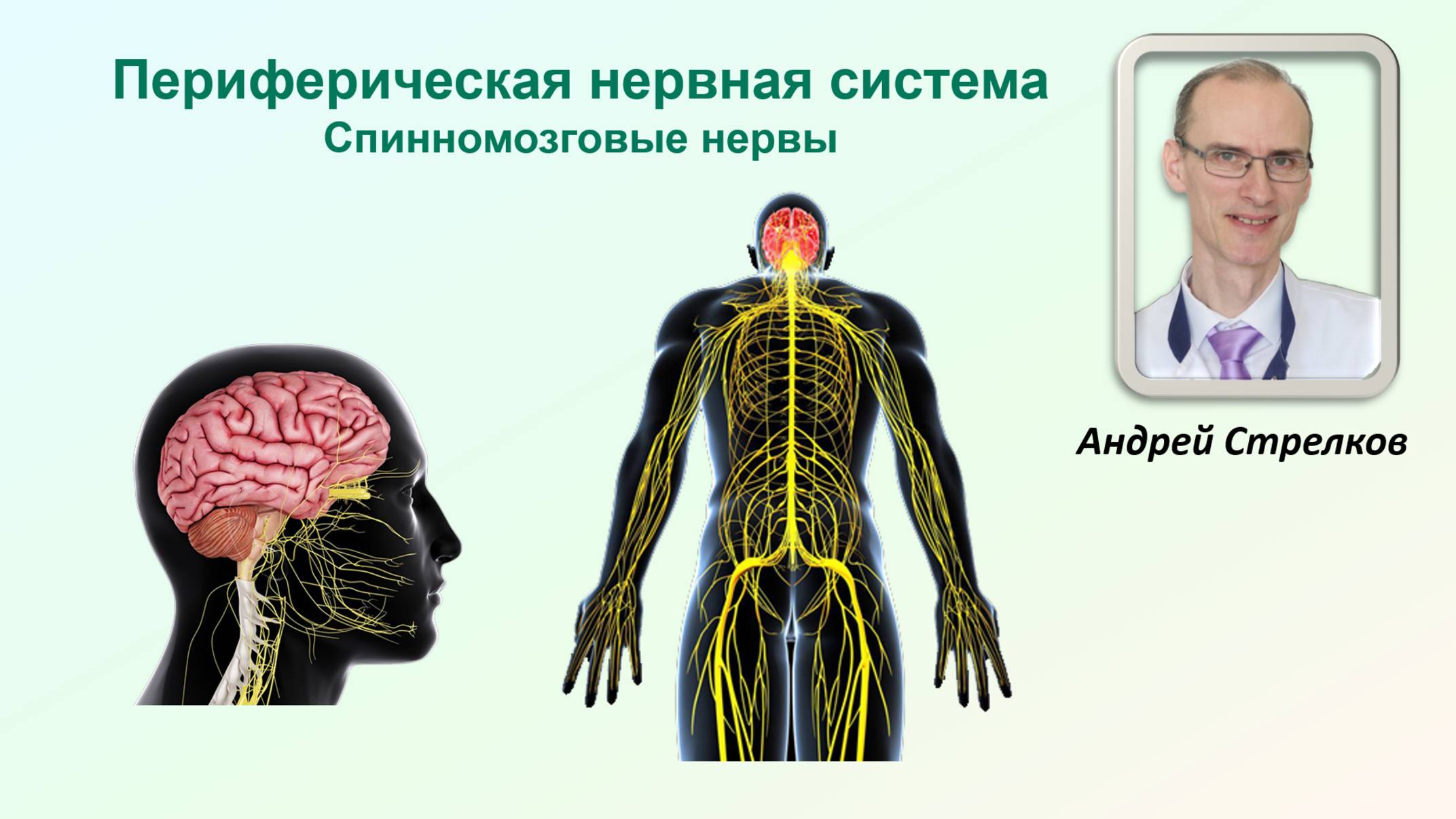 Анатомия спинномозговых нервов. Общие принципы ветвления