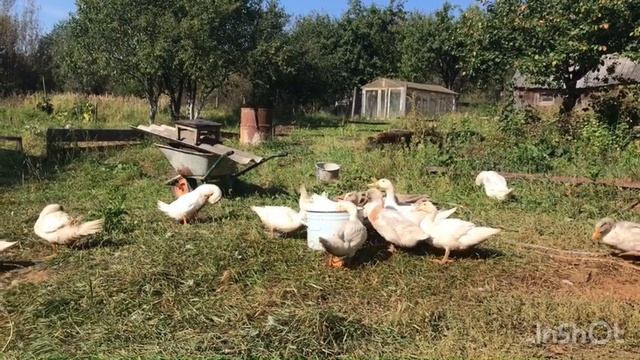 Немного уточек