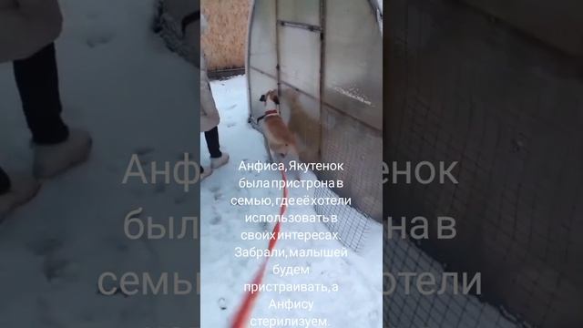 09-04-2025 анф, Якутенок