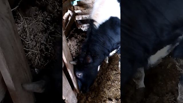 Апрельский снегопад и мои животные.