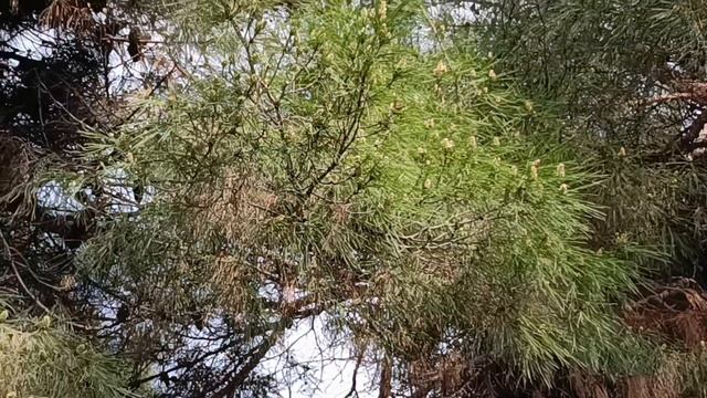 Цветущая Анапа.
08.04.2025.