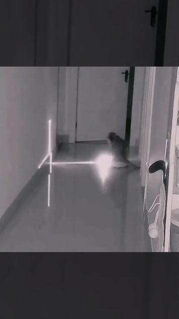 Новый мем (Cattish night drift)