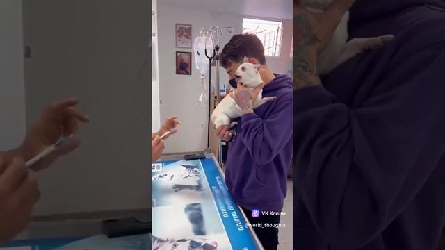 смешные видео смешные животные собаки собаки улыбки видео смешно