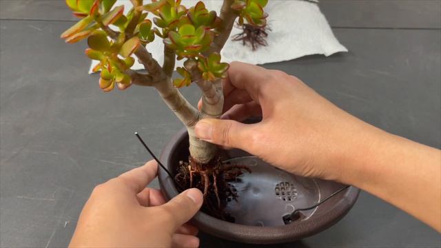Creating Jade Bonsai - Crassula Ovata Crosby's Dwarf Bonsai - Repotting and Pruning Jade