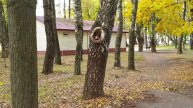 02.10.2019 09:27 среда. Самовар с круга и белка на аллее к Динамо в нашем парке. Тепло и солнечно.