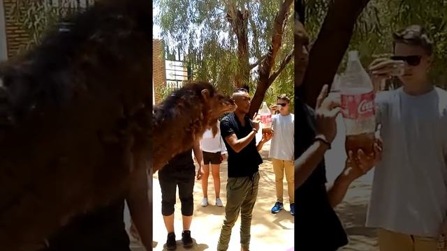 Маленькое видео с Тунийского зоопарка,верблюд пьёт колу