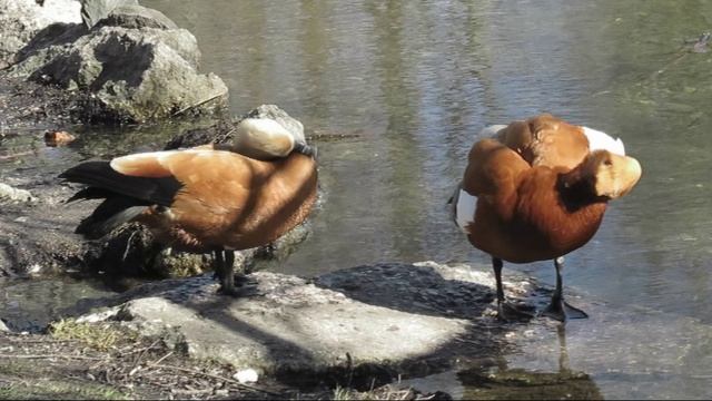 ОгариАпрель25