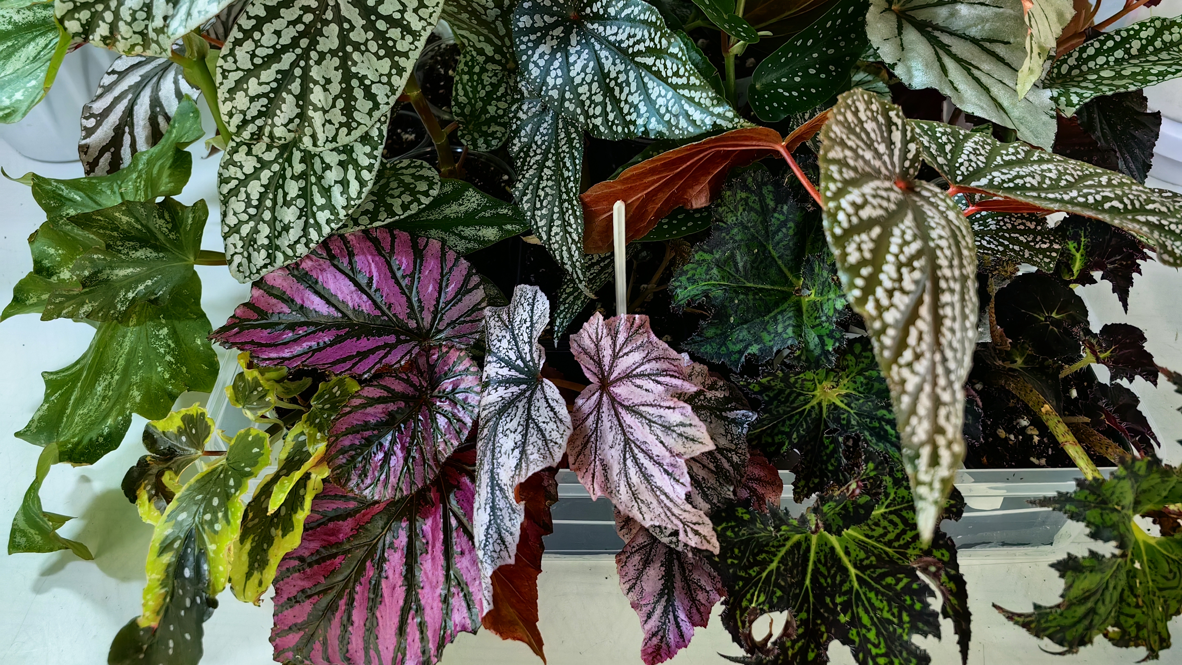 Что с посылками 🤔. Беглый 🏃обзор коллекции растений 🌸☘️🌸🌿☘️