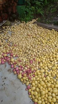 картошка после дождя 3