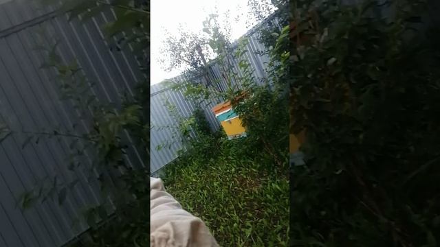 Рой пересажен