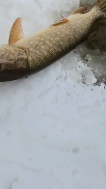 На ПРОДОЛЬНИК ! ЩУКА ВЗЯЗА.