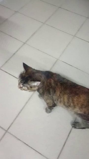 Три 🐱 кота