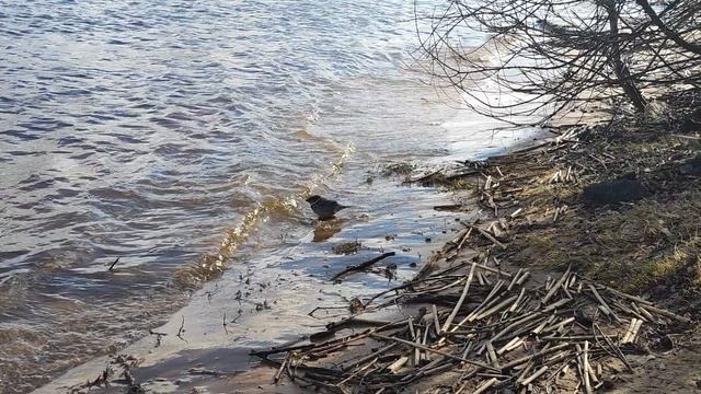 Воробей купается в волнах, звук волн. Забавный воробей.