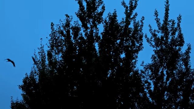 Прекрасные животные на канале МИРТАК