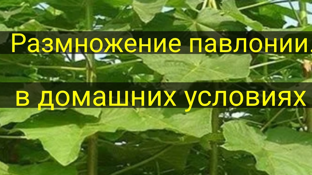 Размножение павлонии.