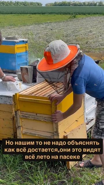 пчелы
