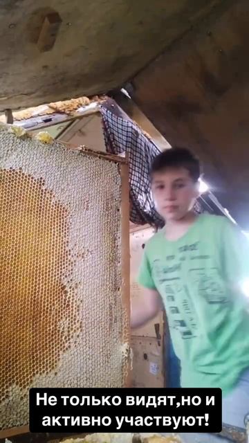 пчелы