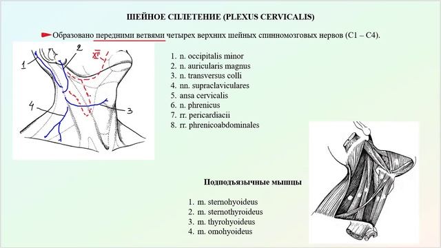 Шейное сплетение спинномозговых нервов