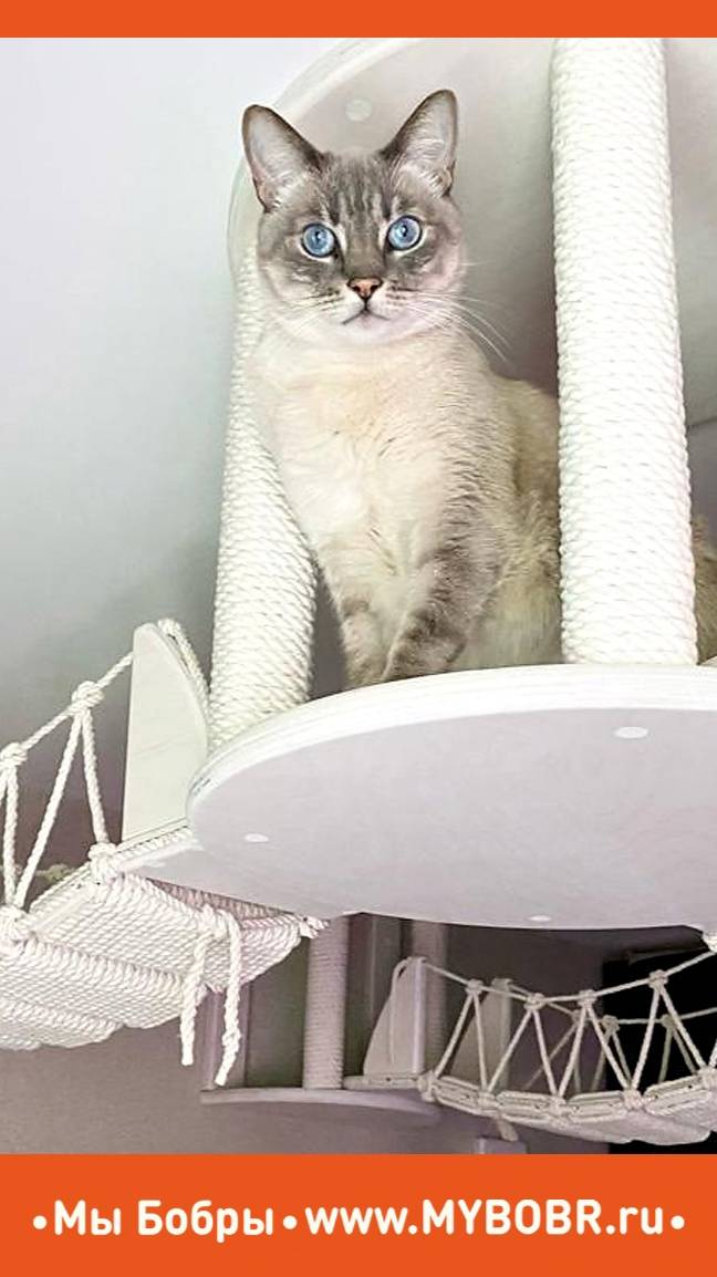 Мы Бобры к нам заходили, Котодром нам подарили