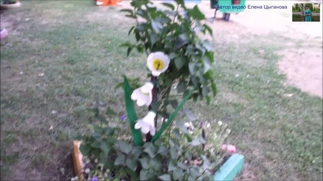 г.Ачинск. ЮВР, д.44. Дворики нашего детства.  10.08.20г. Автор видео Елена Цыганова
