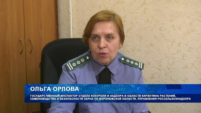 Основные нарушения при продаже семян Россельхознадзор выявляет на маркетплейсах