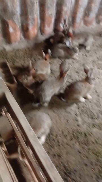 Мои слезы