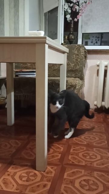кошки против собак