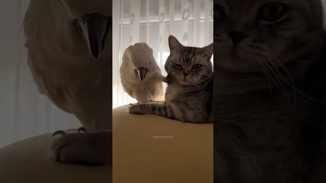 Hehe 😂 😂 😂 😂 #nature #trending #video #trevel #animals #comedy #funny