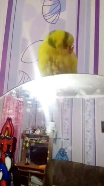 Попугай УПАЛ под кровать...