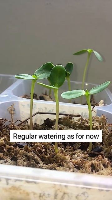 6days for sunflower seeds to sprouting (all)