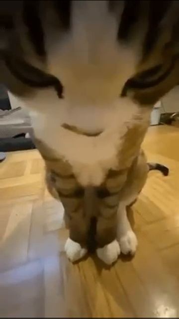 Кошак